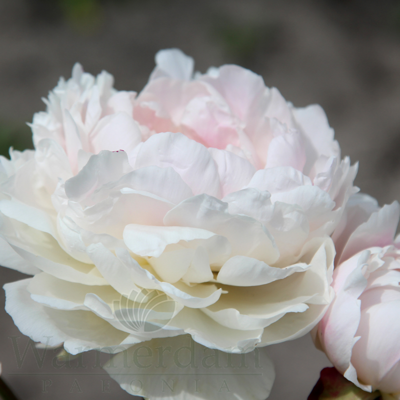 Peony☆ Peonies – Amsterdam Garden Centre